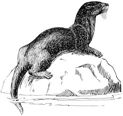 Otter