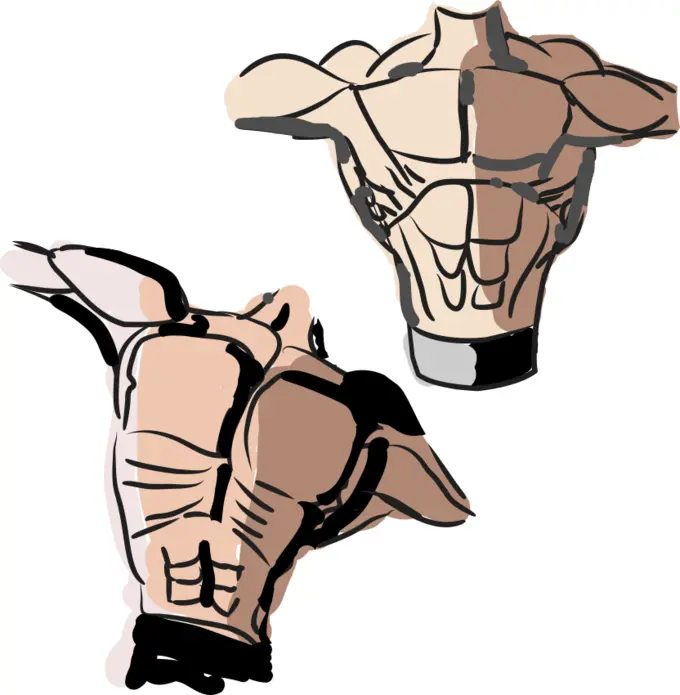 Male torso