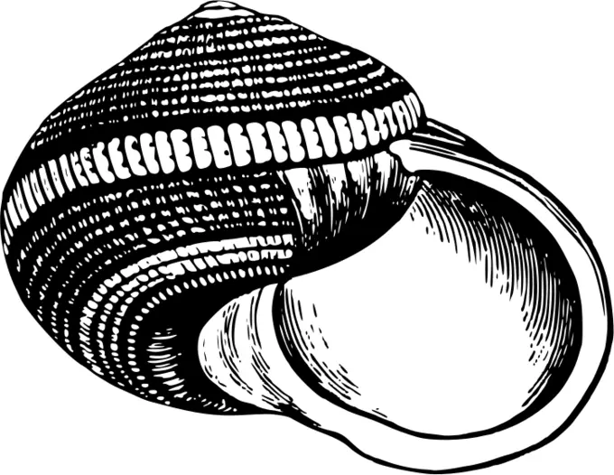 Old black and white shell
