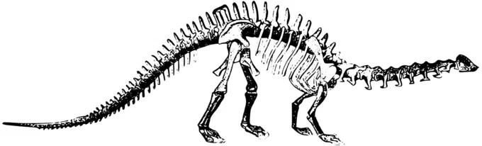 Brontosaurus skeleton