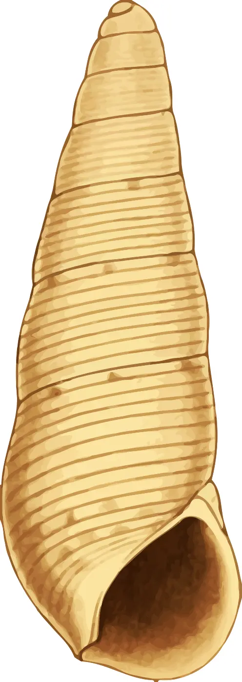 Seashell ilustration