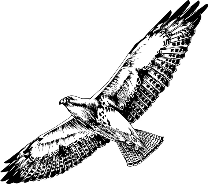 Swainson's hawk image