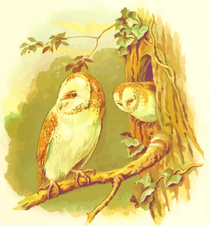 Two owls image