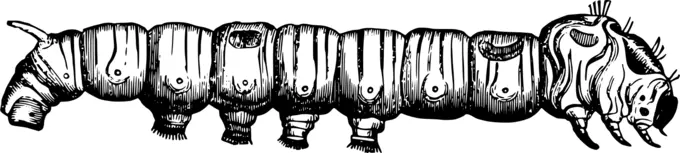 Silkworm image