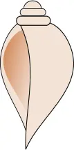 Sea shell