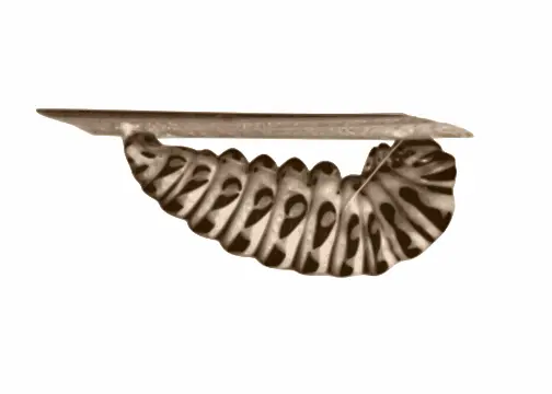 Caterpillar crawling