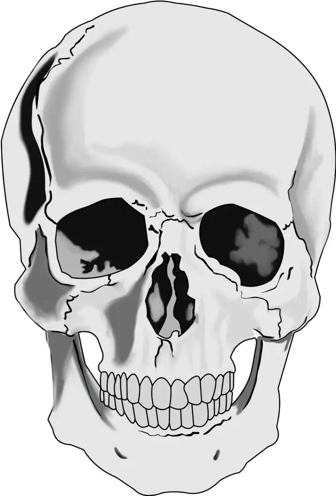 Realistic human skull