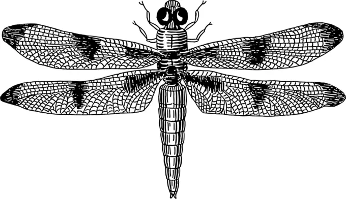 Dragonfly image