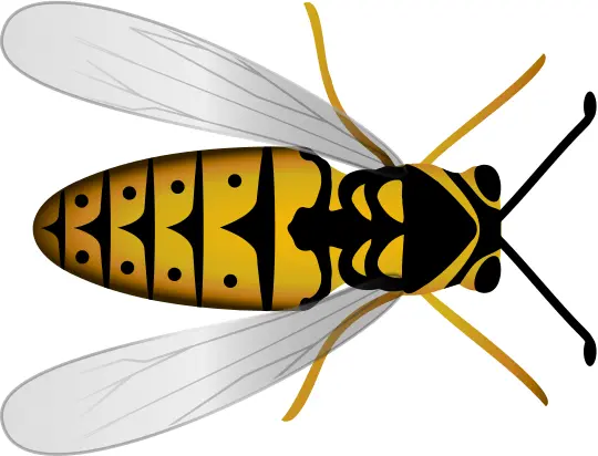Bee top view
