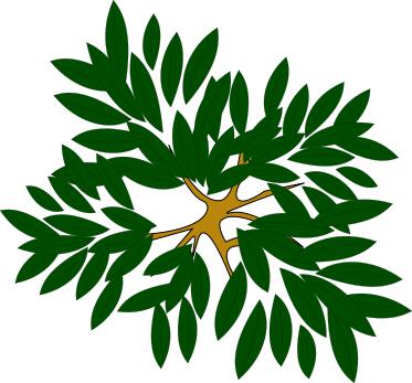 Leafy plant