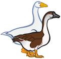 Two geese