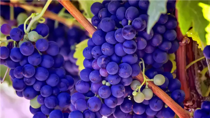 Bright blue grapes