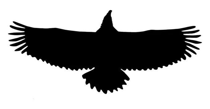 Eagle flying