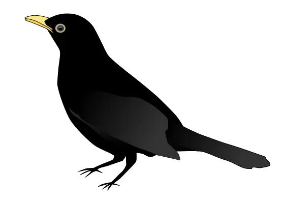 Blackbird standing vector clip art