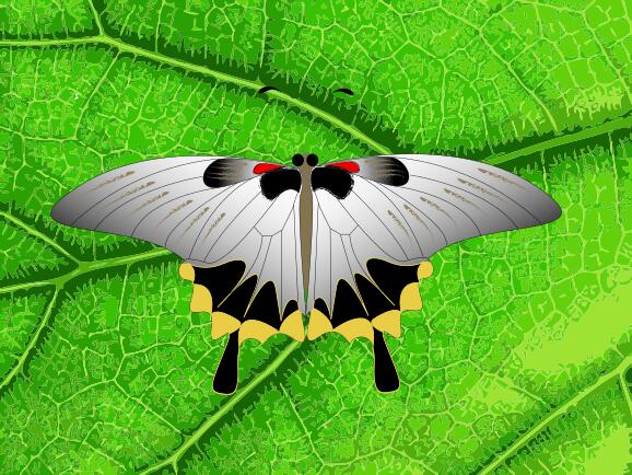 Vector clip art of grey butterfly on a leaf
