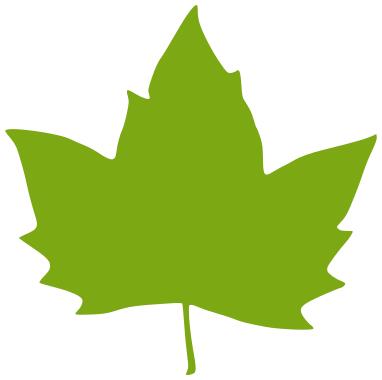 Vector illustration of a maple leaf