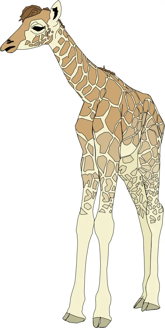 Drawing of Baby Giraffe