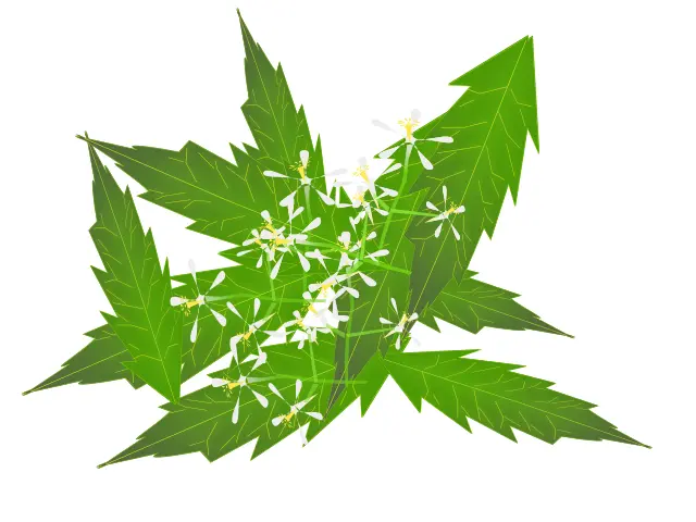 Image of neem leaves and flowers in color