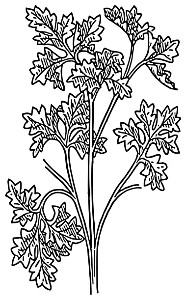 Parsley vector image