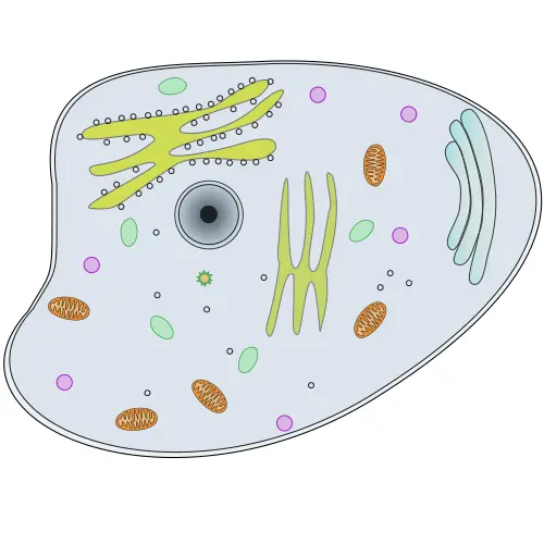 Animal cell vector illustration