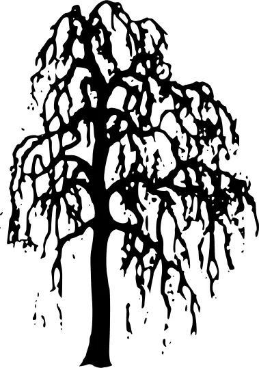 Willow tree vector image