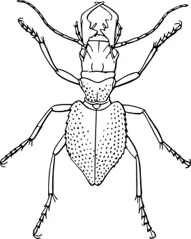 Manticora tuberculata vector clip art