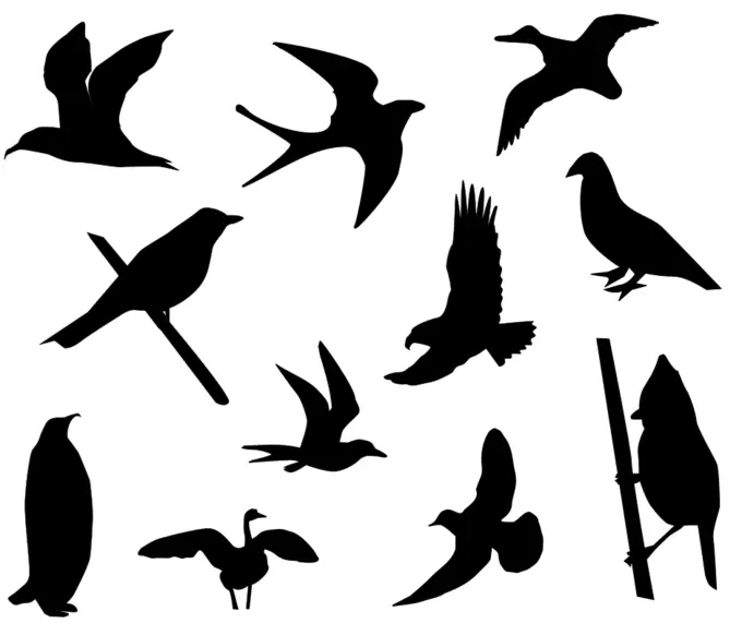 Birds silhouette vector image