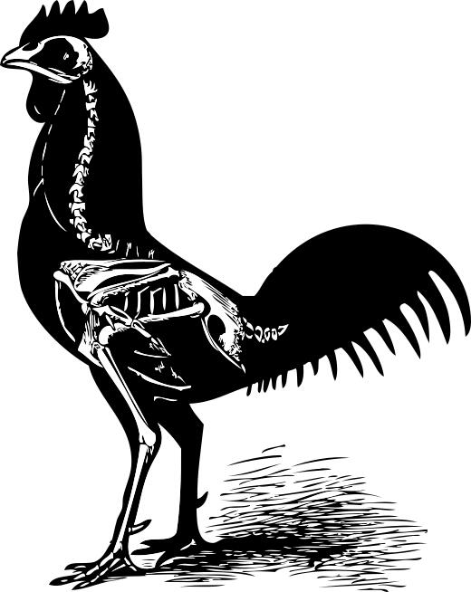 Vector image of chicken skeleton