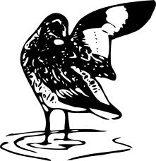 Willet vector image