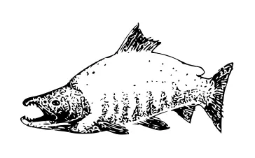 Sockeye salmon vector image