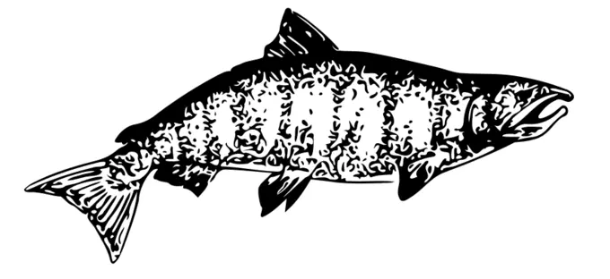 Chinook salmon vector image