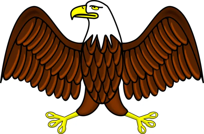 Color bald eagle vector image