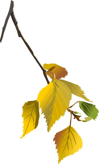 Tree branch in autumn vector drawing