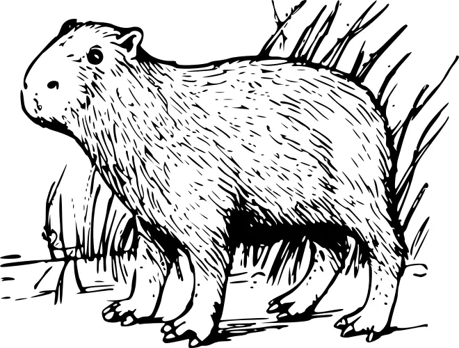 Capybara vector clip art
