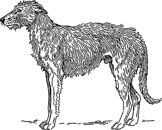 Scottish Deerhound vector illustration