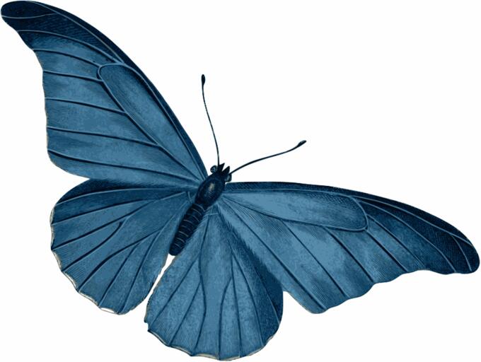 Butterfly vector drawing