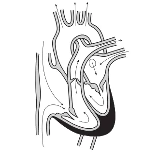 Vector image of the heart and course of blood flow through the heart chambers.