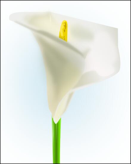 Lilly flower vector image