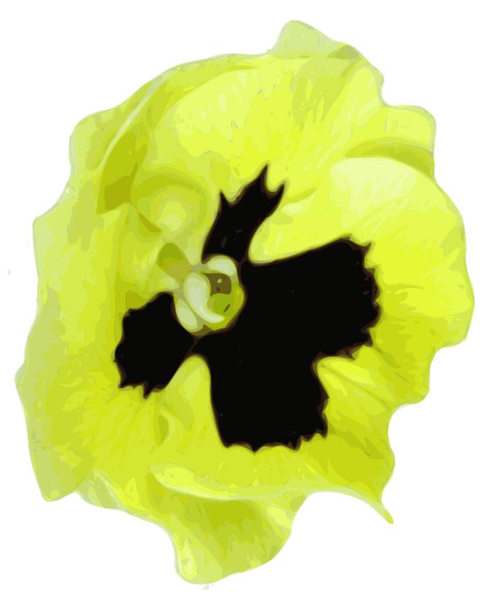 Pansy vector graphics