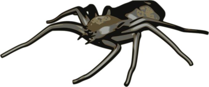 Spider vector clip art
