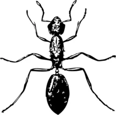 ant