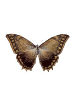 Morpho Theseus