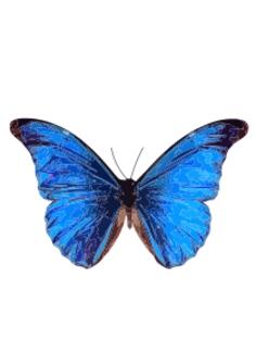 Morpho rhetenor