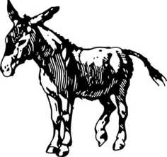 donkey