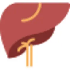 Liver