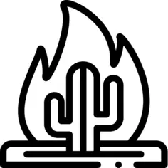 仙人掌
