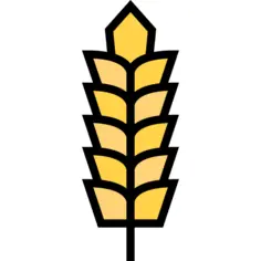 Wheat