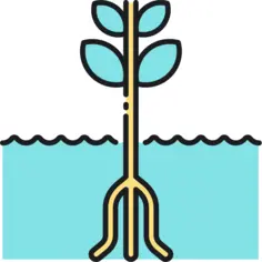 水培