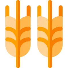 Wheat
