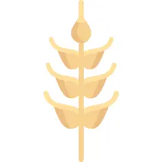 Wheat